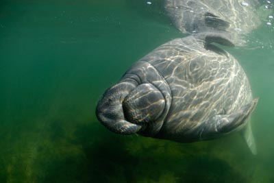 Les lamantins de Floride aux Etats-Unis. Photographies par Amar Guillen.