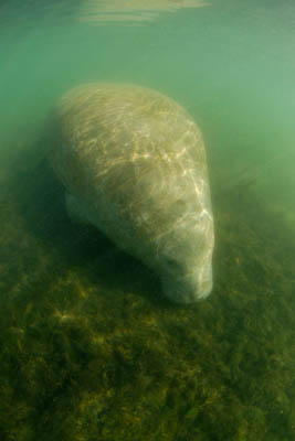 Manatees in Florida, United States. Photographs by Amar Guillen.