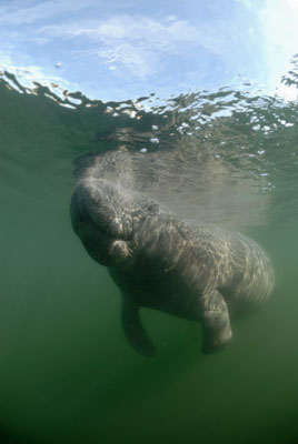 Manatees in Florida, United States. Photographs by Amar Guillen.