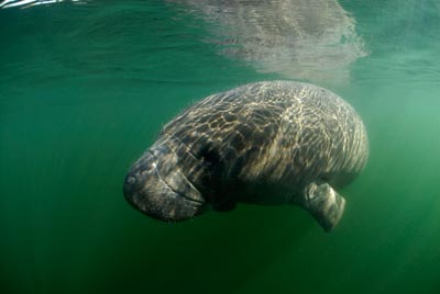 Manatees in Florida, United States. Photographs by Amar Guillen.