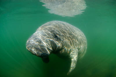 Manatees in Florida, United States. Photographs by Amar Guillen.