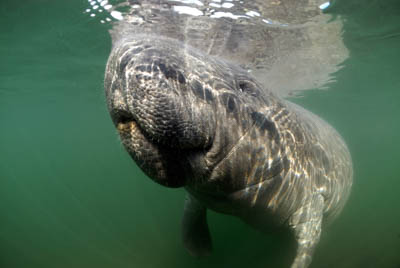 Manatees in Florida, United States. Photographs by Amar Guillen.
