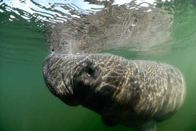 Manatees in Florida, United States. Photographs by Amar Guillen.