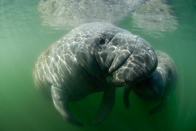 Manatees in Florida, United States. Photographs by Amar Guillen.