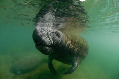 Manatees in Florida, United States. Photographs by Amar Guillen.