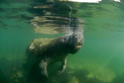 Manatees in Florida, United States. Photographs by Amar Guillen.
