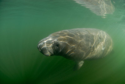 Manatees in Florida, United States. Photographs by Amar Guillen.
