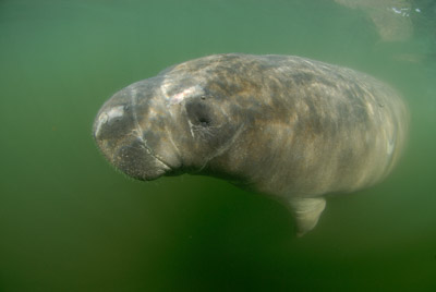Manatees in Florida, United States. Photographs by Amar Guillen.