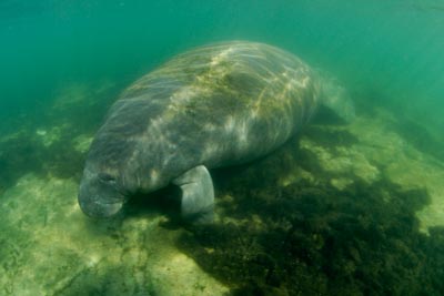 Manatees in Florida, United States. Photographs by Amar Guillen.
