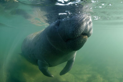 Manatees in Florida, United States. Photographs by Amar Guillen.