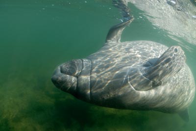 Manatees in Florida, United States. Photographs by Amar Guillen.