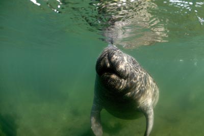 Manatees in Florida, United States. Photographs by Amar Guillen.
