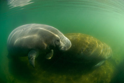 Manatees in Florida, United States. Photographs by Amar Guillen.