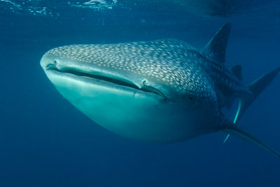 Les requins baleine du Golfe de Tadjourah à Djibouti. Photographies par Amar Guillen.