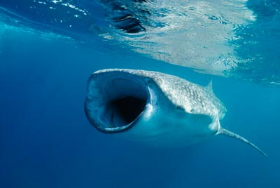 Les requins baleine du Golfe de Tadjourah à Djibouti. Photographies par Amar Guillen.