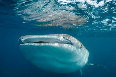 Les requins baleine du Golfe de Tadjourah à Djibouti. Photographies par Amar Guillen.