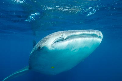 Les requins baleine du Golfe de Tadjourah à Djibouti. Photographies par Amar Guillen.