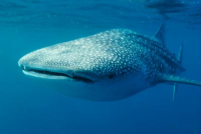 Les requins baleine du Golfe de Tadjourah à Djibouti. Photographies par Amar Guillen.