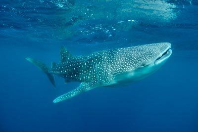 Les requins baleine du Golfe de Tadjourah à Djibouti. Photographies par Amar Guillen.