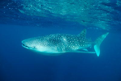 Les requins baleine du Golfe de Tadjourah à Djibouti. Photographies par Amar Guillen.