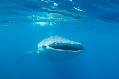 Les requins baleine du Golfe de Tadjourah à Djibouti. Photographies par Amar Guillen.