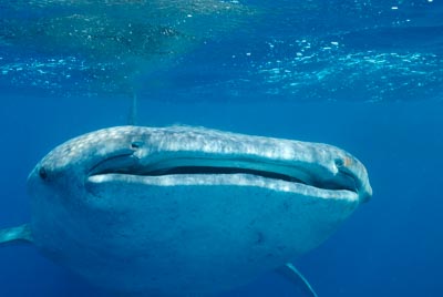 Les requins baleine du Golfe de Tadjourah à Djibouti. Photographies par Amar Guillen.