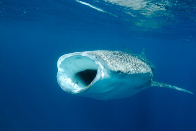 Les requins baleine du Golfe de Tadjourah à Djibouti. Photographies par Amar Guillen.