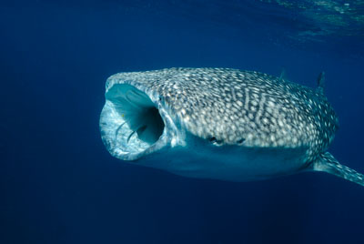 Les requins baleine du Golfe de Tadjourah à Djibouti. Photographies par Amar Guillen.