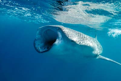 Les requins baleine du Golfe de Tadjourah à Djibouti. Photographies par Amar Guillen.