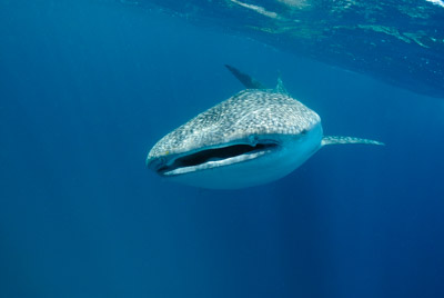 Les requins baleine du Golfe de Tadjourah à Djibouti. Photographies par Amar Guillen.