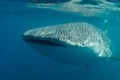 Les requins baleine du Golfe de Tadjourah à Djibouti. Photographies par Amar Guillen.