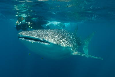 Les requins baleine du Golfe de Tadjourah à Djibouti. Photographies par Amar Guillen.
