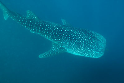 Les requins baleine du Golfe de Tadjourah à Djibouti. Photographies par Amar Guillen.