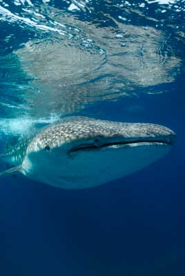 Les requins baleine du Golfe de Tadjourah à Djibouti. Photographies par Amar Guillen.