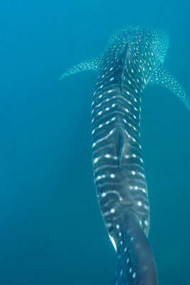 Les requins baleine du Golfe de Tadjourah à Djibouti. Photographies par Amar Guillen.