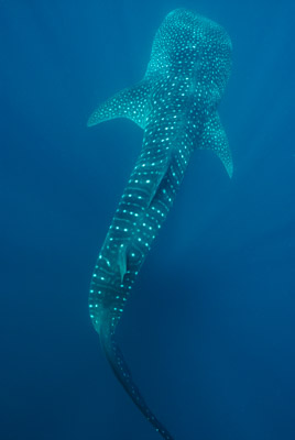 Les requins baleine du Golfe de Tadjourah à Djibouti. Photographies par Amar Guillen.