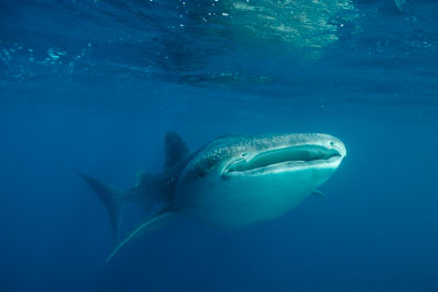 Whale Sharks of the Gulf of Tadjourah in Djibouti. Photographs by Amar Guillen.