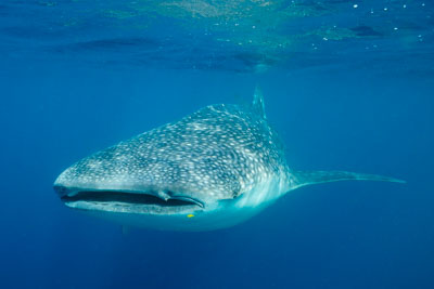 Whale Sharks of the Gulf of Tadjourah in Djibouti. Photographs by Amar Guillen.