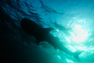 Whale Sharks of the Gulf of Tadjourah in Djibouti. Photographs by Amar Guillen.