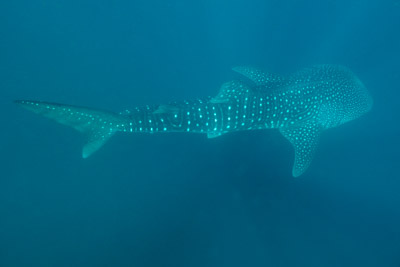 Whale Sharks of the Gulf of Tadjourah in Djibouti. Photographs by Amar Guillen.