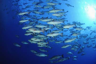 Shark Reef drop off in the Red Sea off the coast of Egypt. Photographs by Amar Guillen.