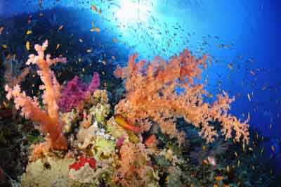 Shark Reef drop off in the Red Sea off the coast of Egypt. Photographs by Amar Guillen.