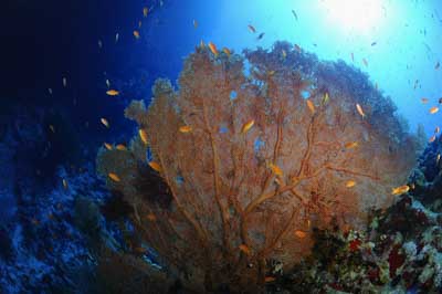 Shark Reef drop off in the Red Sea off the coast of Egypt. Photographs by Amar Guillen.