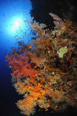 Shark Reef drop off in the Red Sea off the coast of Egypt. Photographs by Amar Guillen.