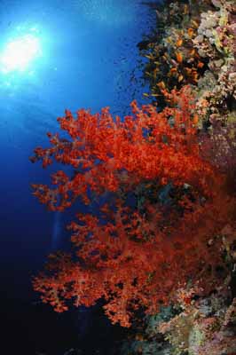 Shark Reef drop off in the Red Sea off the coast of Egypt. Photographs by Amar Guillen.