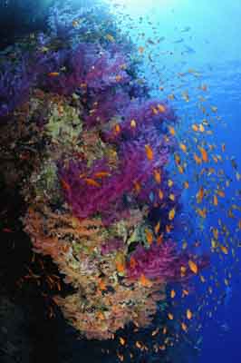 Shark Reef drop off in the Red Sea off the coast of Egypt. Photographs by Amar Guillen.