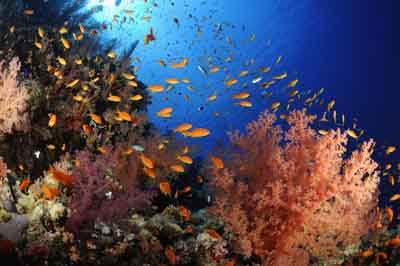 Shark Reef drop off in the Red Sea off the coast of Egypt. Photographs by Amar Guillen.