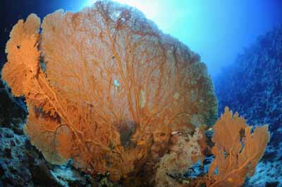 Shark Reef drop off in the Red Sea off the coast of Egypt. Photographs by Amar Guillen.