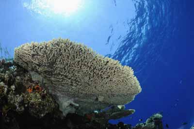 Shark Reef drop off in the Red Sea off the coast of Egypt. Photographs by Amar Guillen.