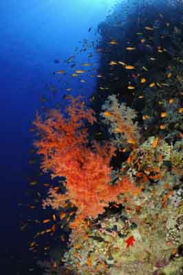 Shark Reef drop off in the Red Sea off the coast of Egypt. Photographs by Amar Guillen.